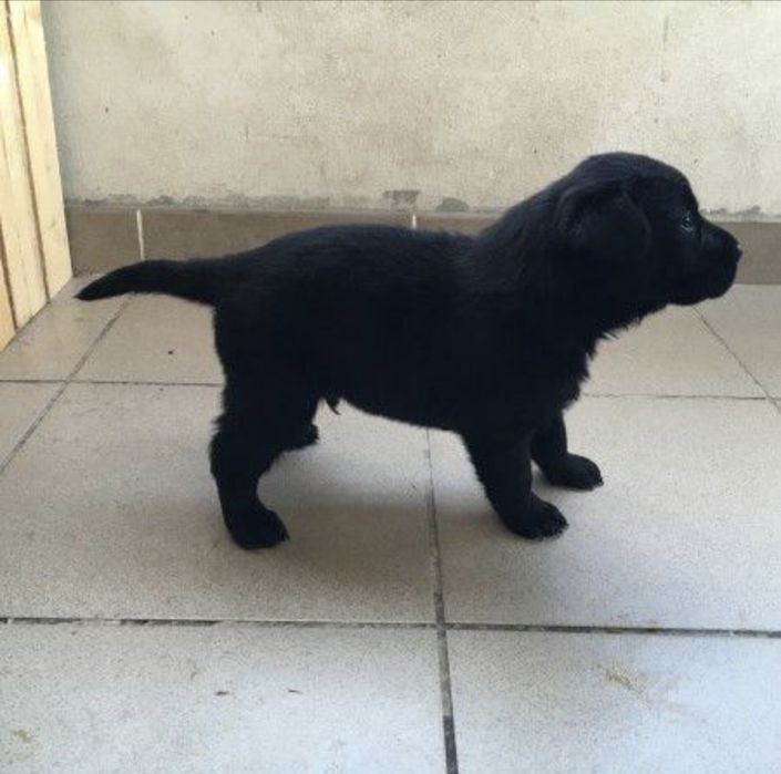 Чистогръмни лабрадор ретривър