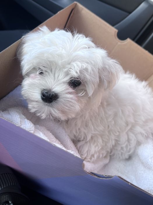 Pui de bichon maltez