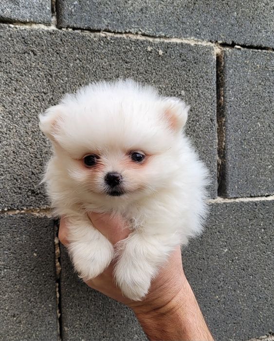 Померан-мини шпиц !!!