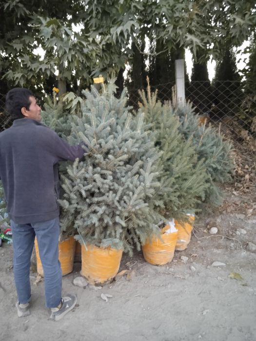 Арча гул кучатлари