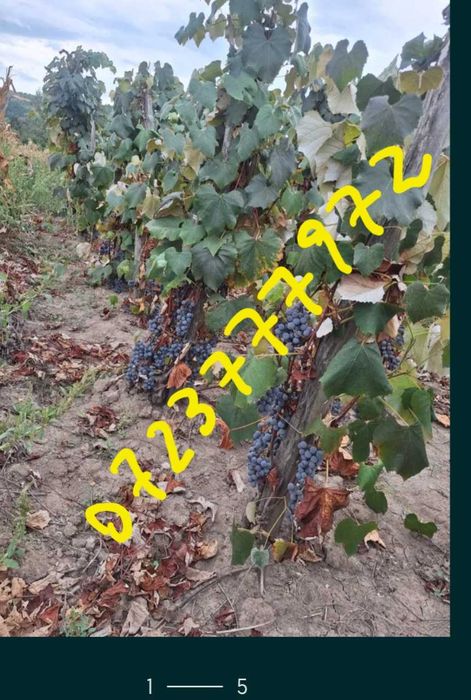 Struguri pentru vin