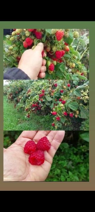 Саженцы, отростки