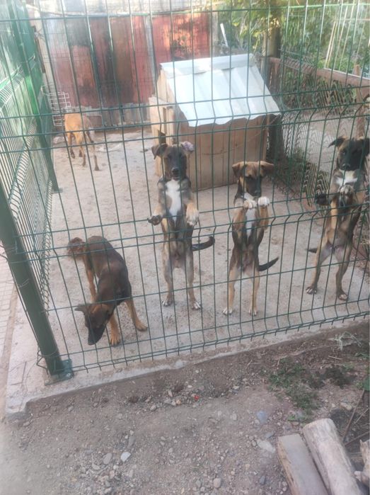 Белгийска овчарка кученца