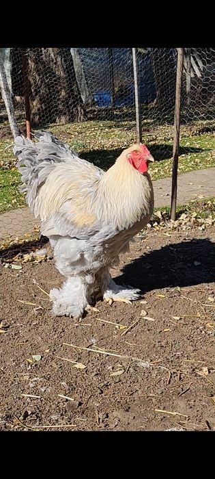 Cocosi brahma izabel