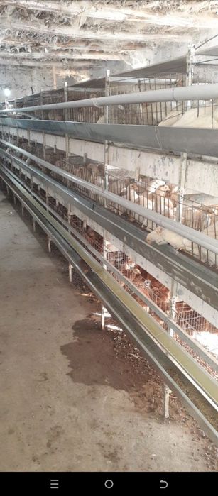 Loman sendi zotli tovuqlar sotiladi