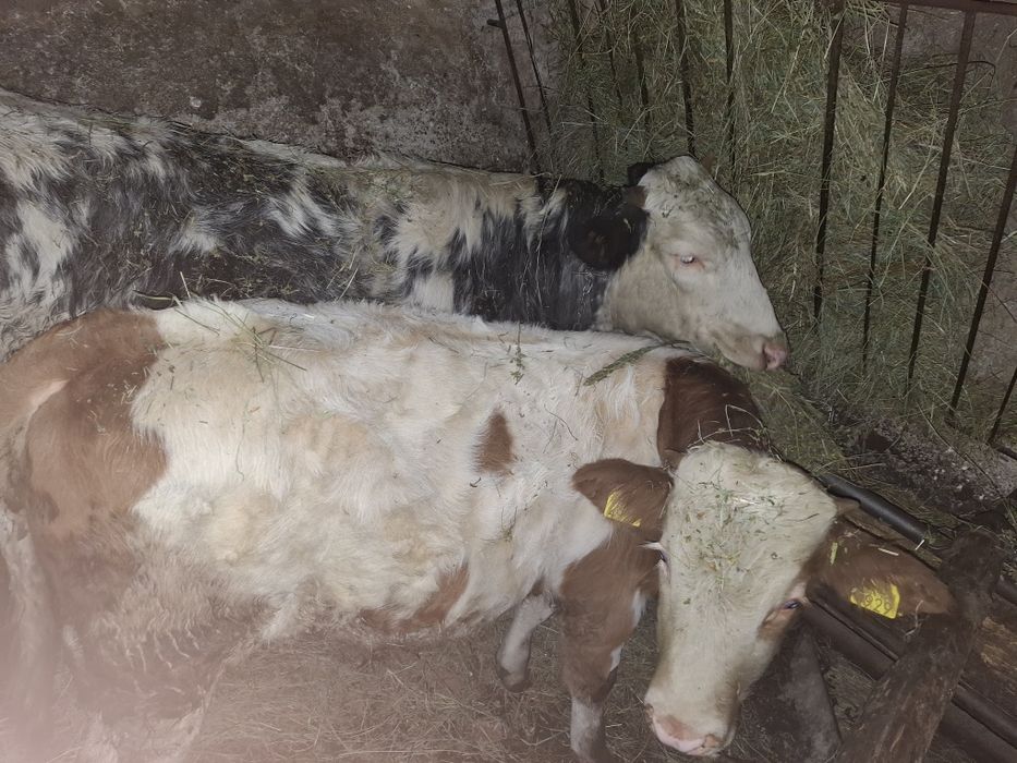 Vitea de carne 500kg si taur 200kg