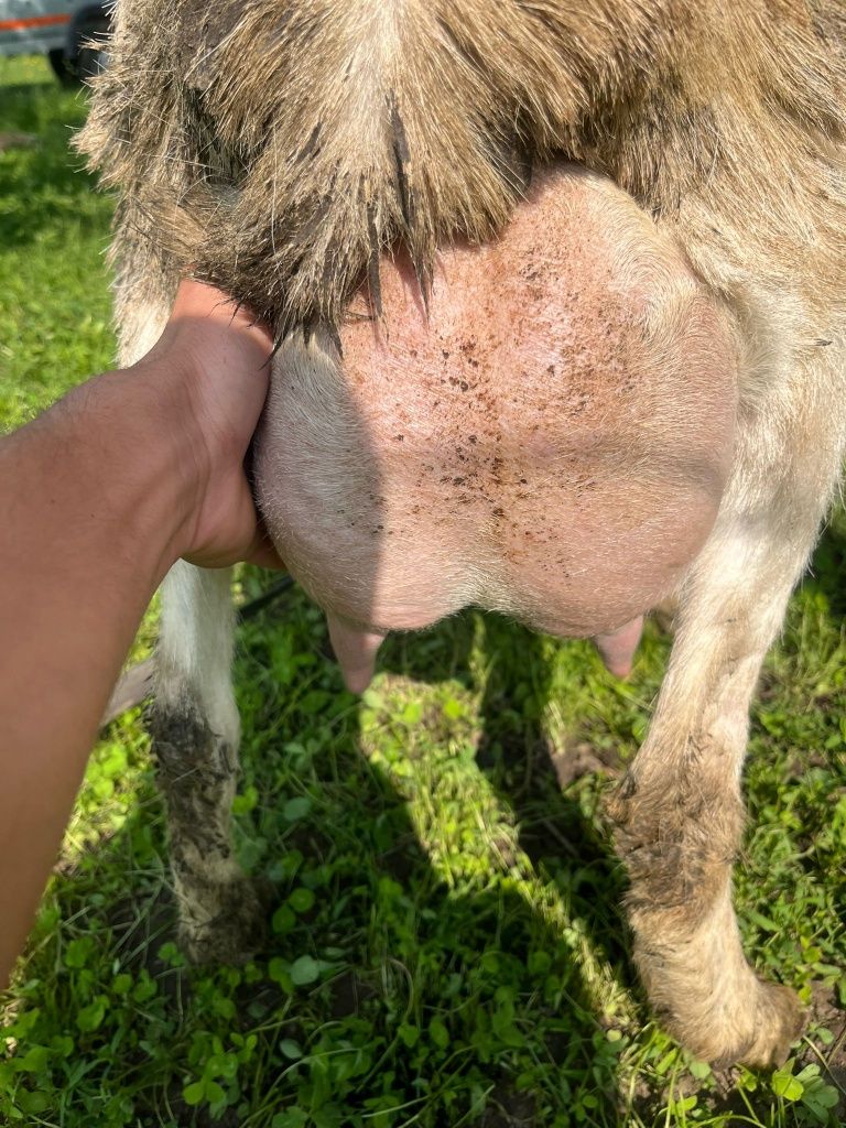 Vând 2 capre
Una a fătat 3 iezi iar cealaltă d