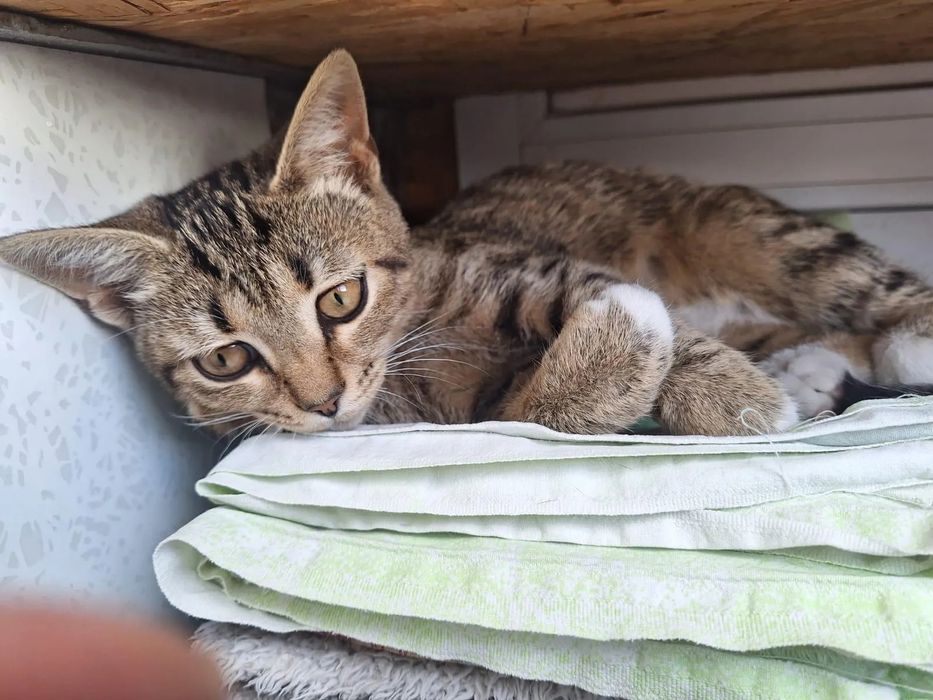 Отдам шикарных котиков