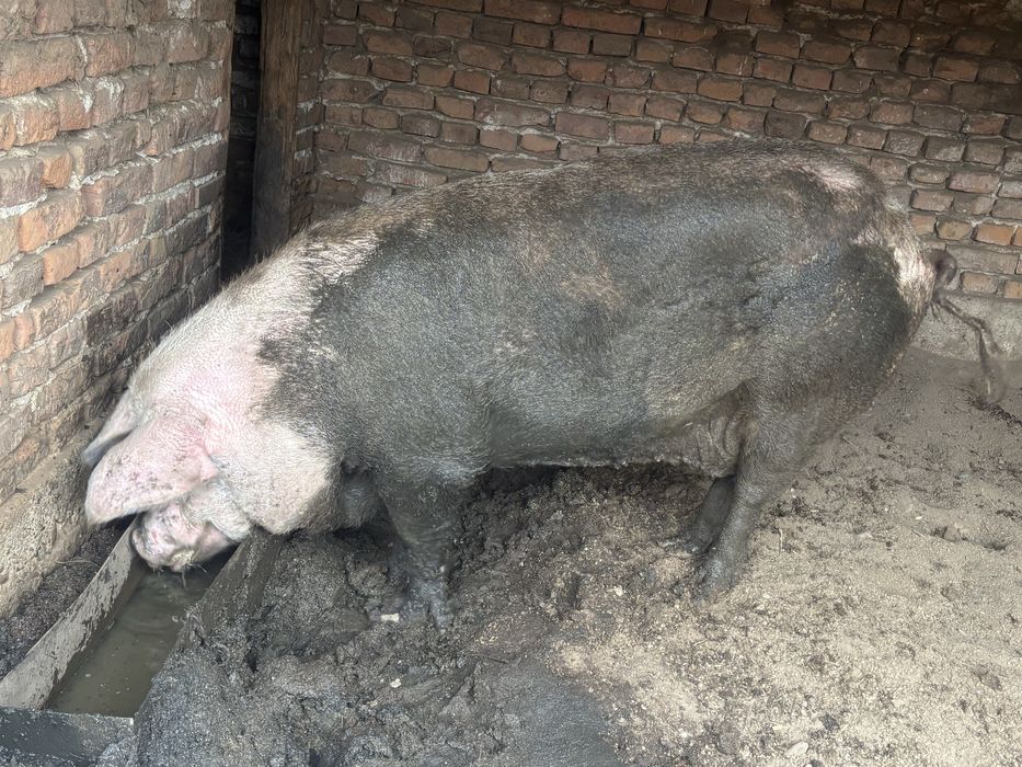 Продава се нерез и свиня