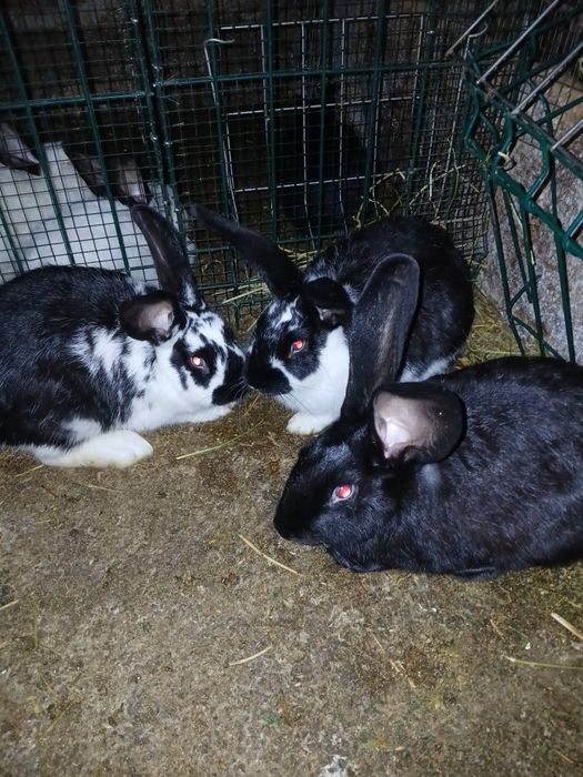 Iepurași de vânzare