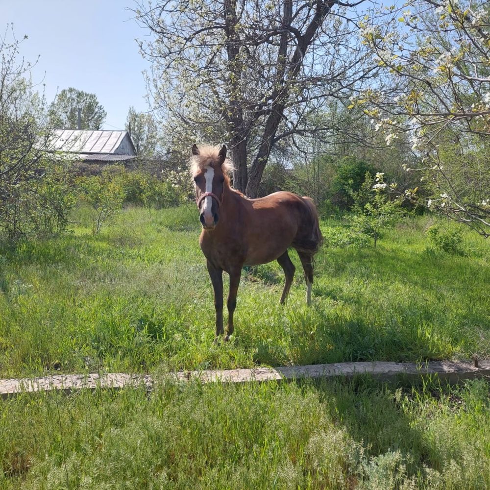 Лошадь, 3 года,