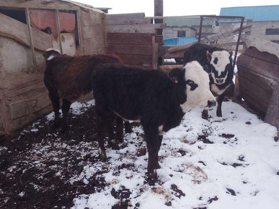 3 ұрғашы бұзау сатылады