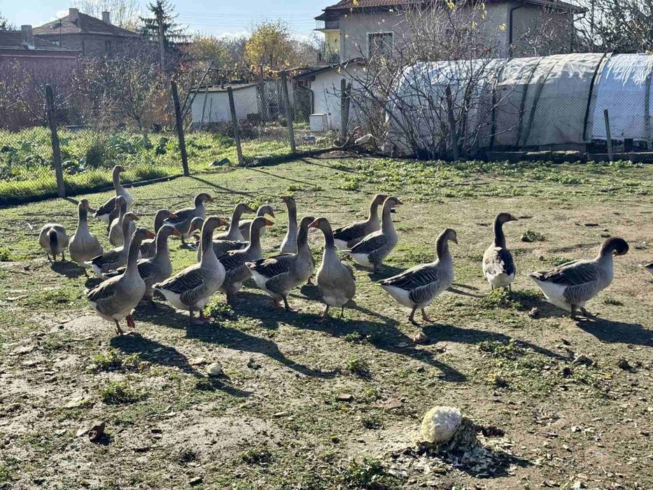 Млади Сиви Гъски