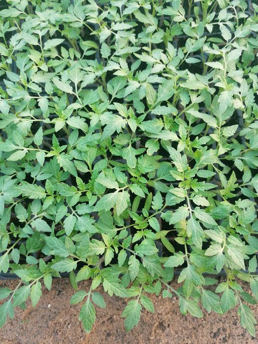 Rasaduri de vanzare !