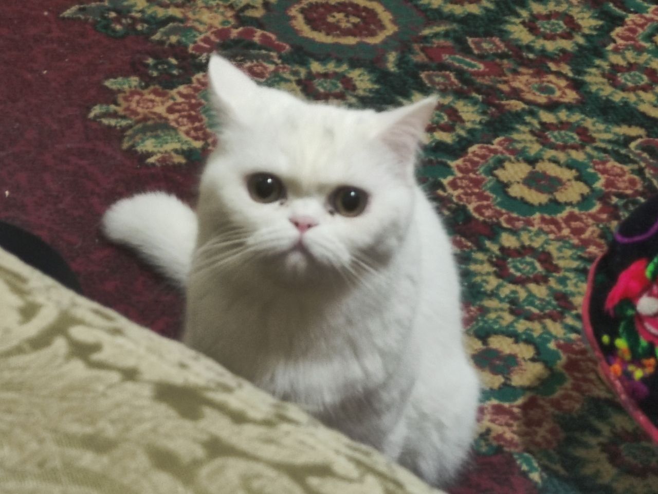 Кошка скоттиш страйт
