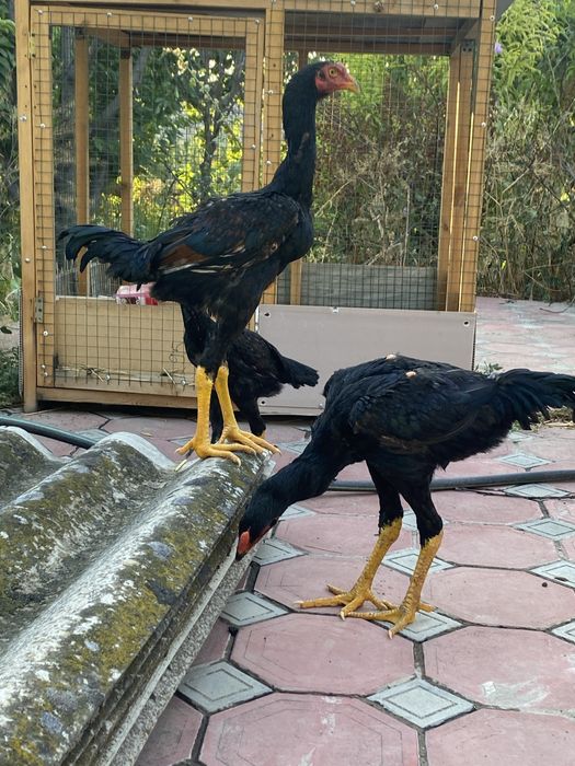 Дакан  хўрозлар 2та, 1 макиен январьский