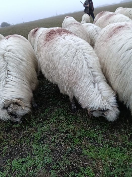 Oi disponibile de la primul miel până la al-5-lea miel.