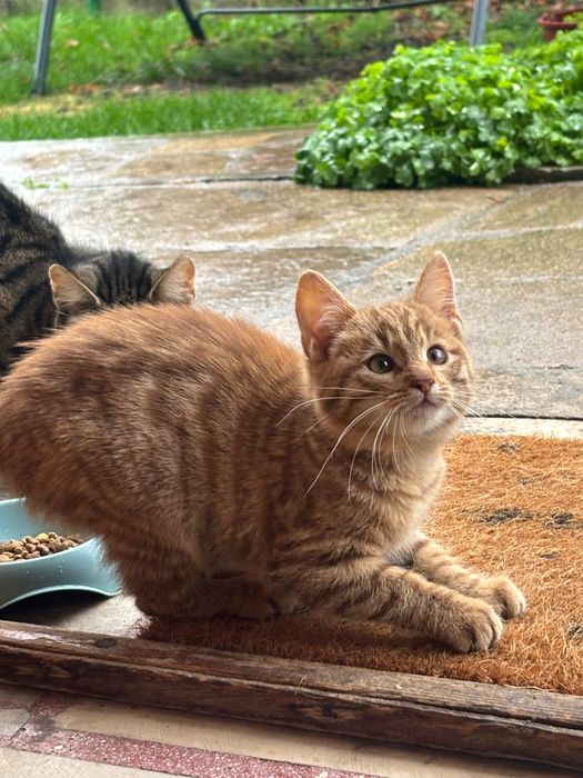 Подаряваме котенца