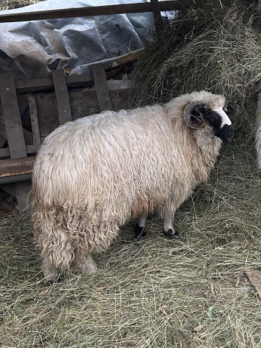 Vand berbecut sau schimb pe o oaie buna !