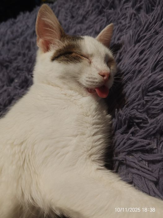 Pisicuța caută stăpân