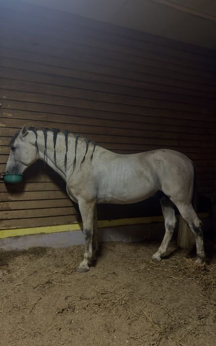 Vand Armasar Andaluz