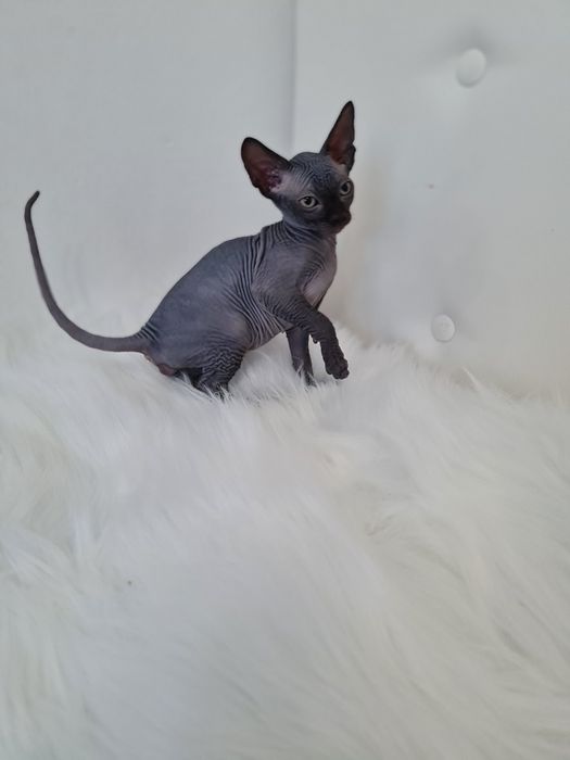 Pisicuta sphynx mascul