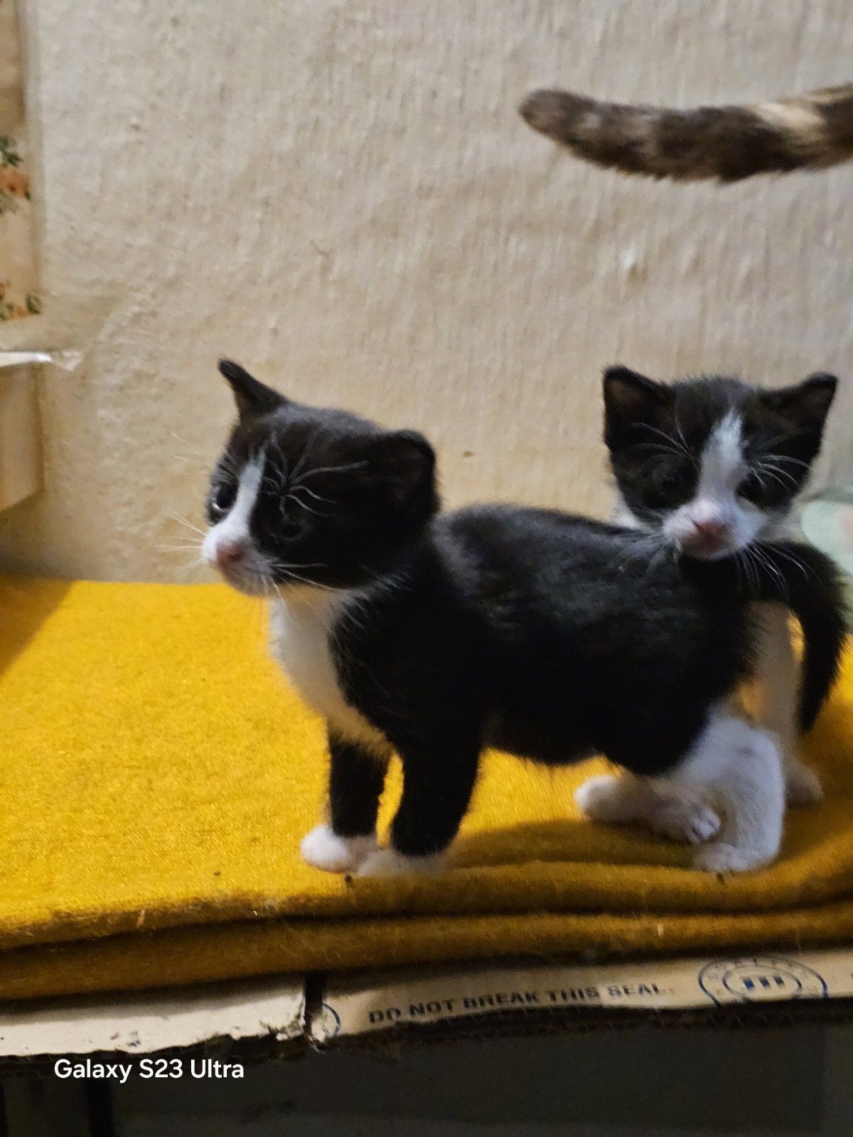 Малки котенца, подарявам
