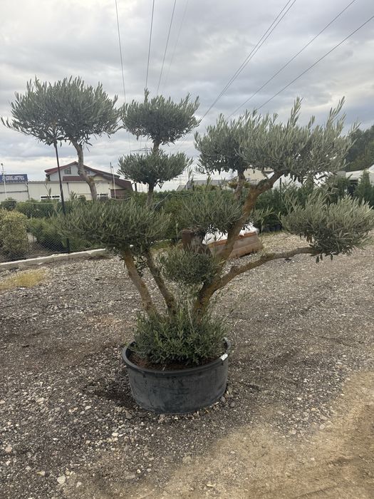 Maslini secular Pon pon ( bonsai )