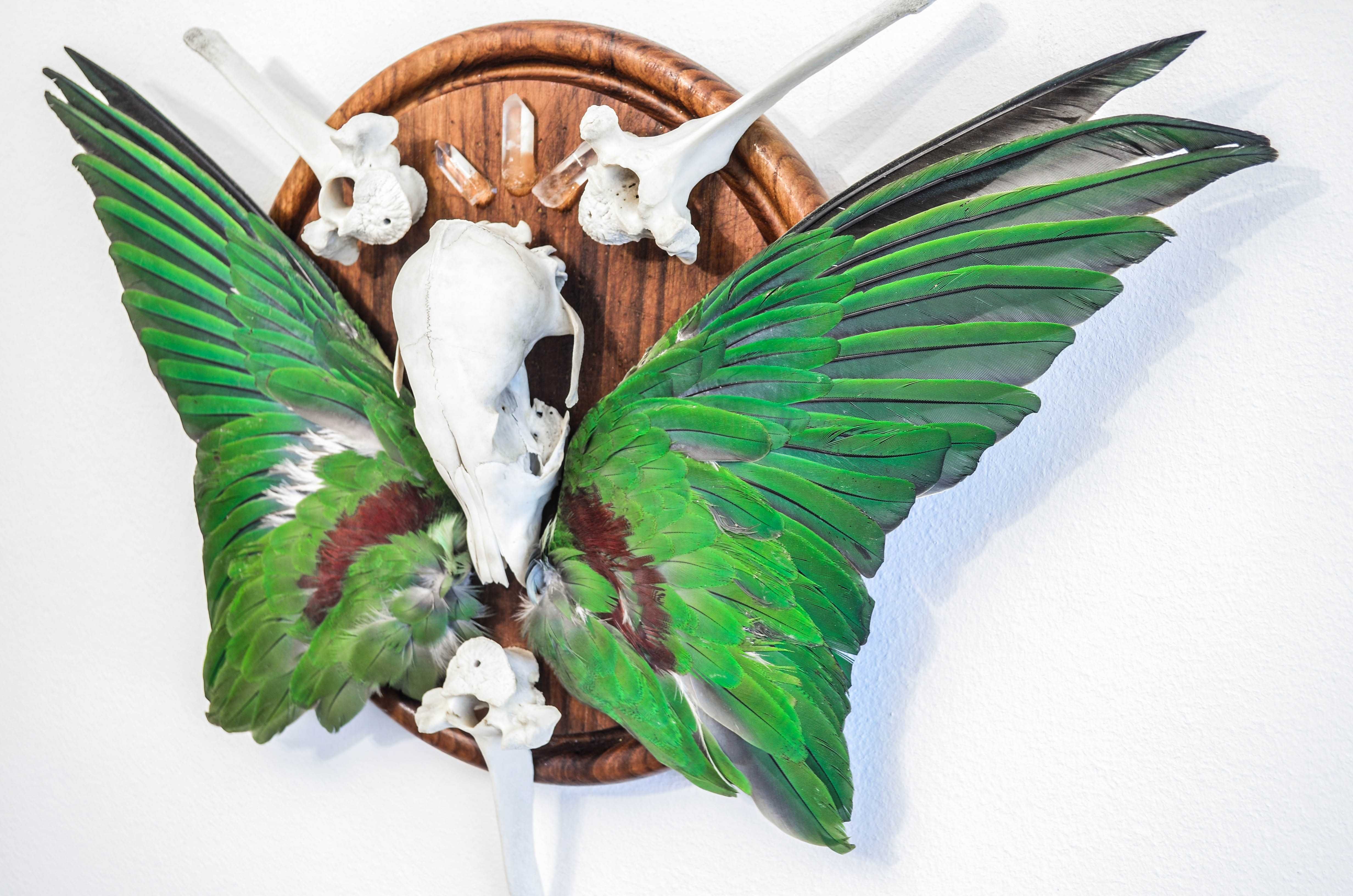 Panoplie decorativa cu elemente naturale trofeu vulpe papagal HANDMADE