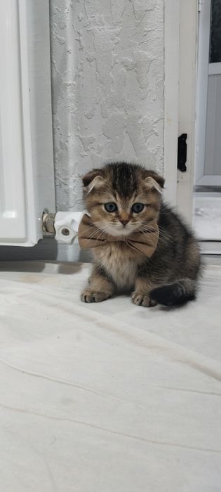 Британский скатиш-фолд девочка