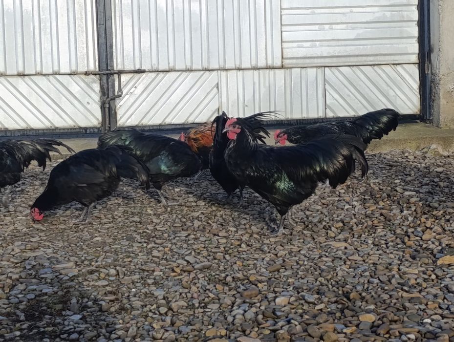 Vand cocosi Brahma portelan / cocosi Italieni