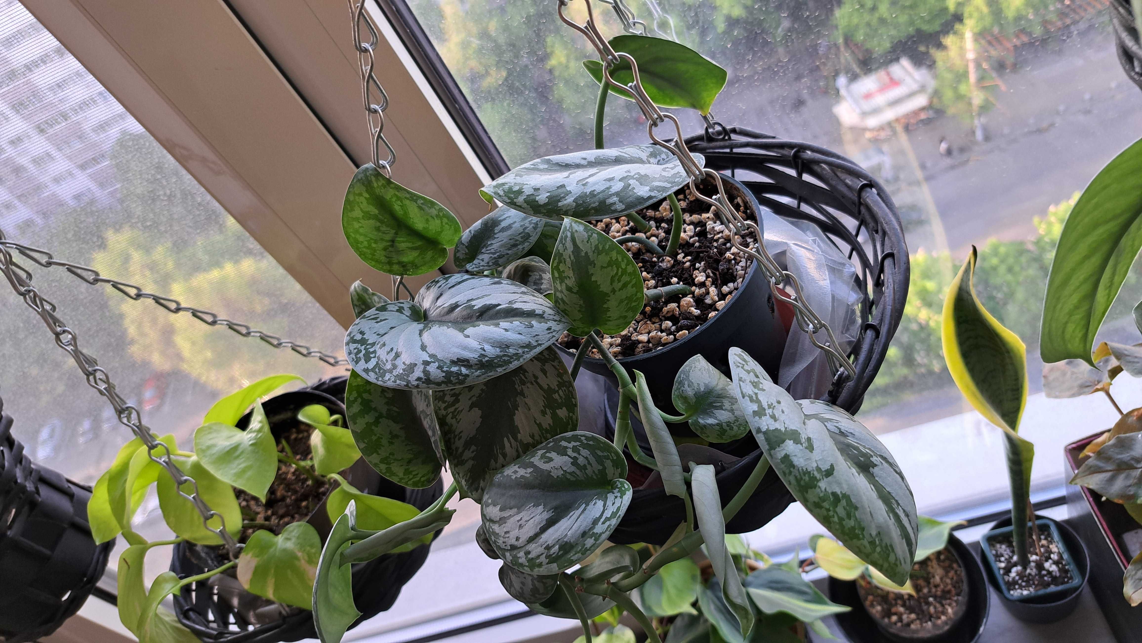 Scindapsus Pictus Exotica Silver Satin Pothos