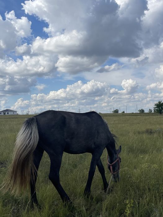 Жылқы дөнен сатылады 1 туған