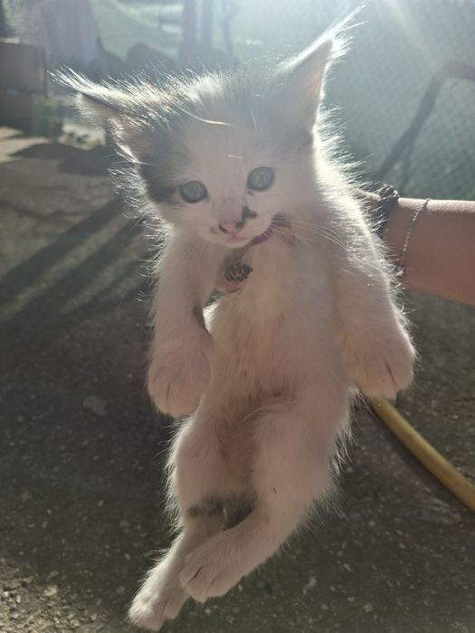 5 сладки котенца търсят нов любящ дом