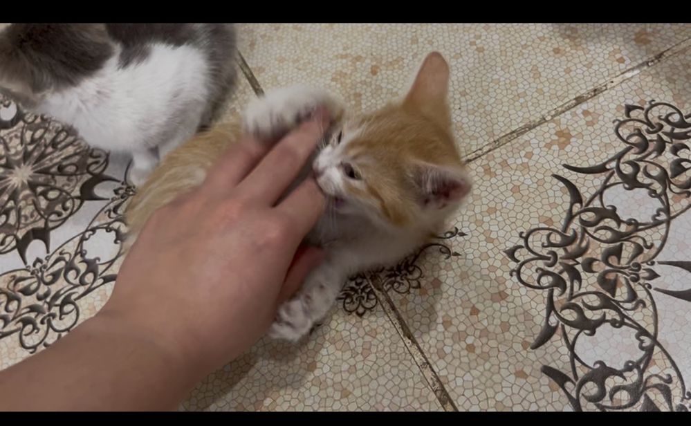Котята мальчик и 2 девочки