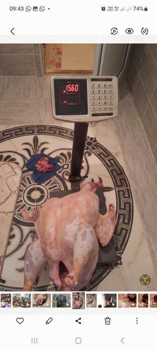 Индук ундік Индюк