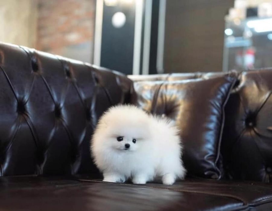 Pomeranian mini pedigree fci ~Asigur transport