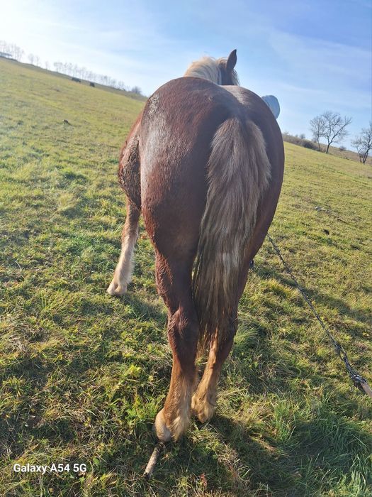 de vnzare doa mânze