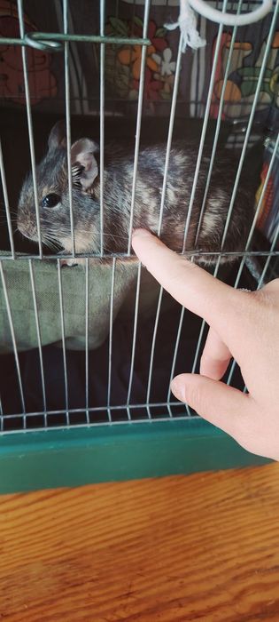 Клетка с дегу заедно!!