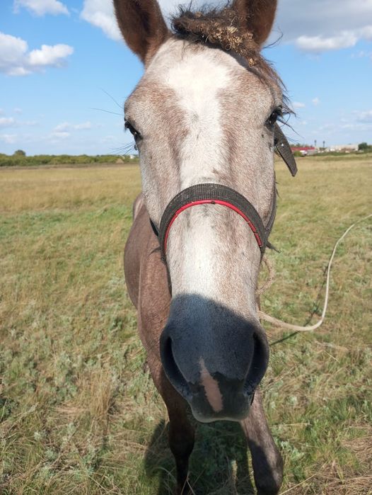 Продается жеребец