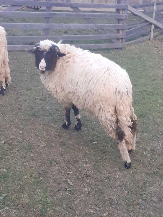 schimb berbecut breaz cu berbec bucalau