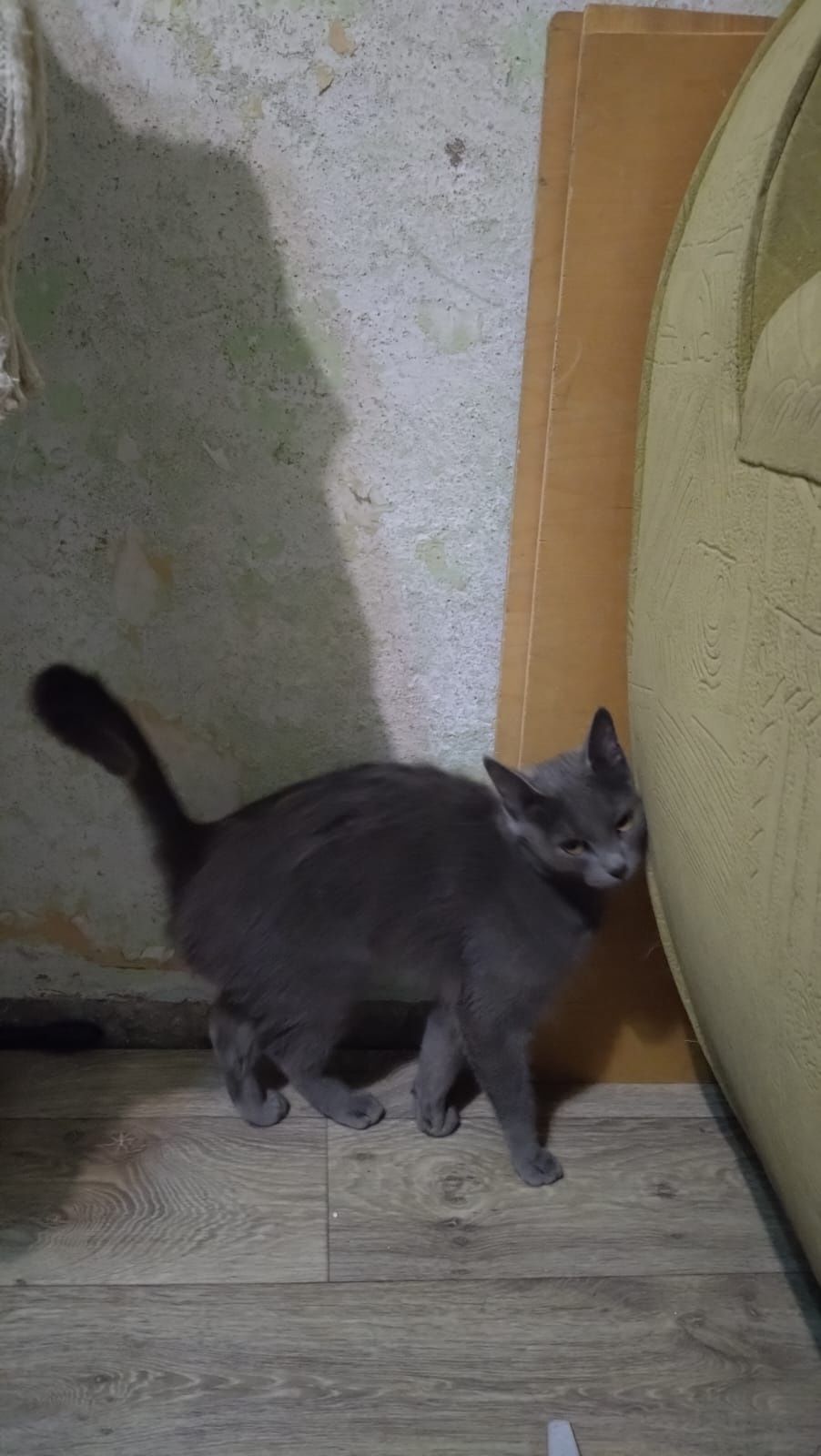 Отдам кошечку русскую голобую