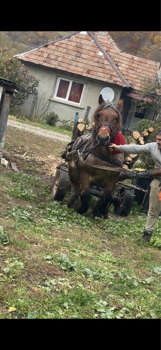 Vand cal castrat de 7 ani