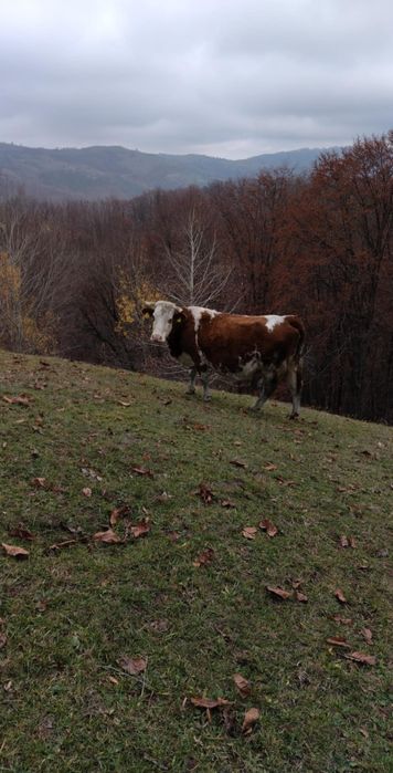 Vând 2 vaci cu lapte