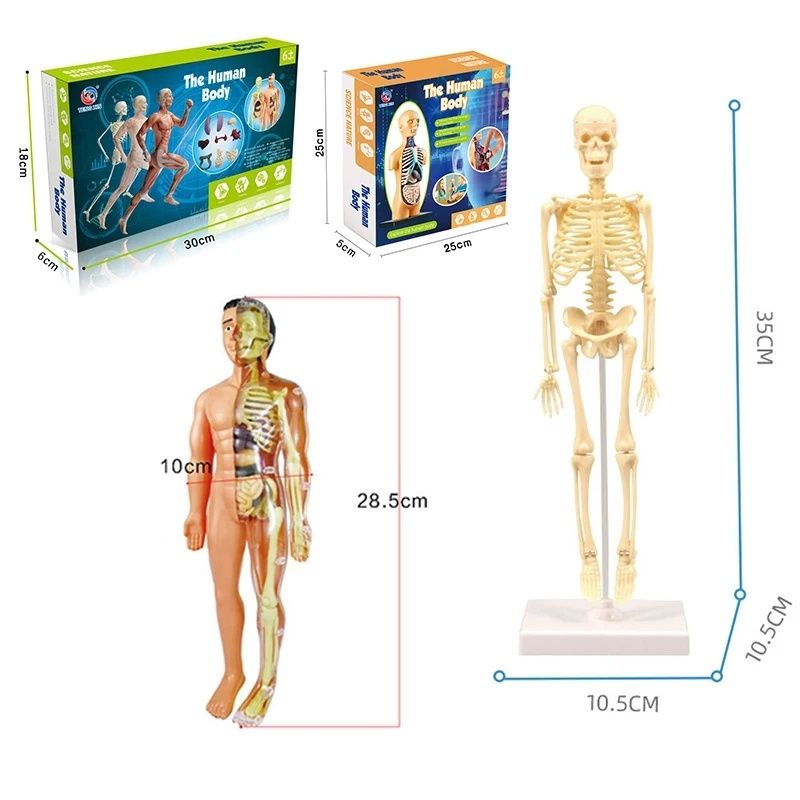 Corpul Uman 3D de asamblat cu schelet și organe 30cm Tip Lego