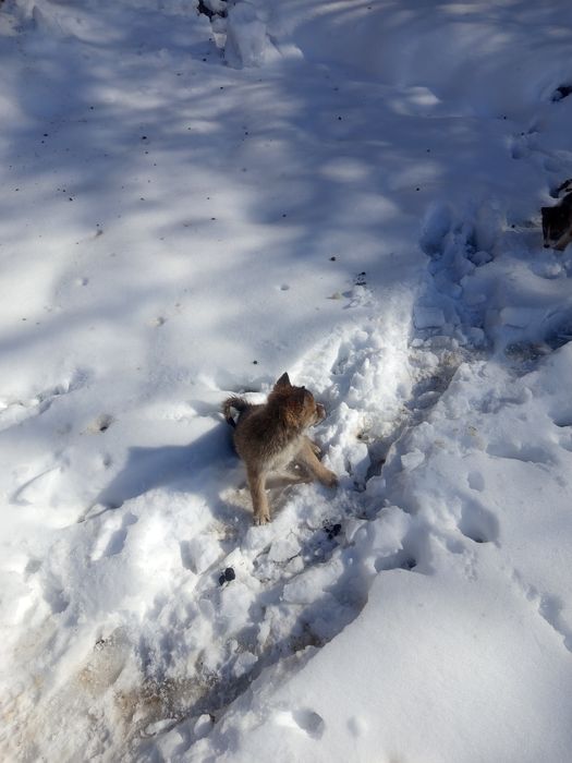 Продам шинков лайки