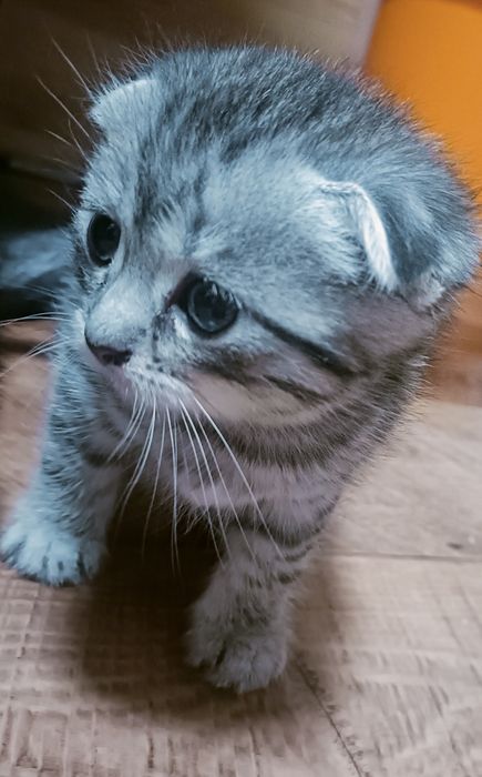 Продам котят вислоухие