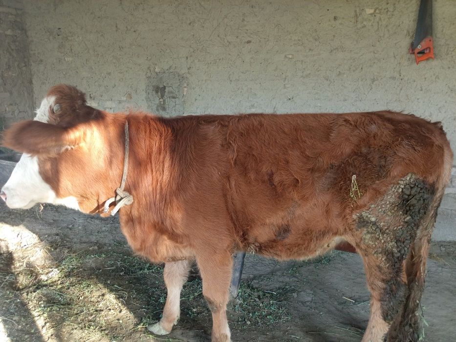 Mol gunochin sotiladi Jondor