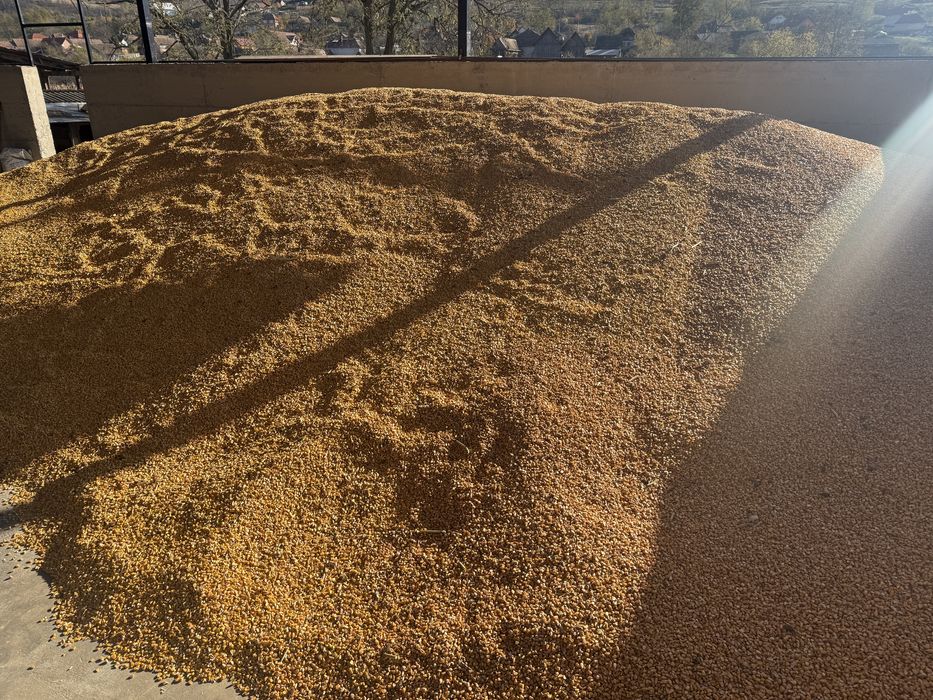 Porumb boabe 2025 cereale boabe