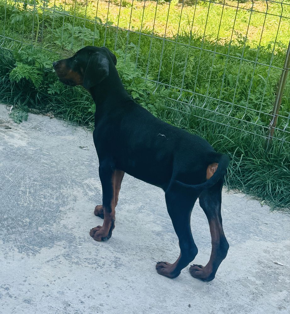 Doberman masculi